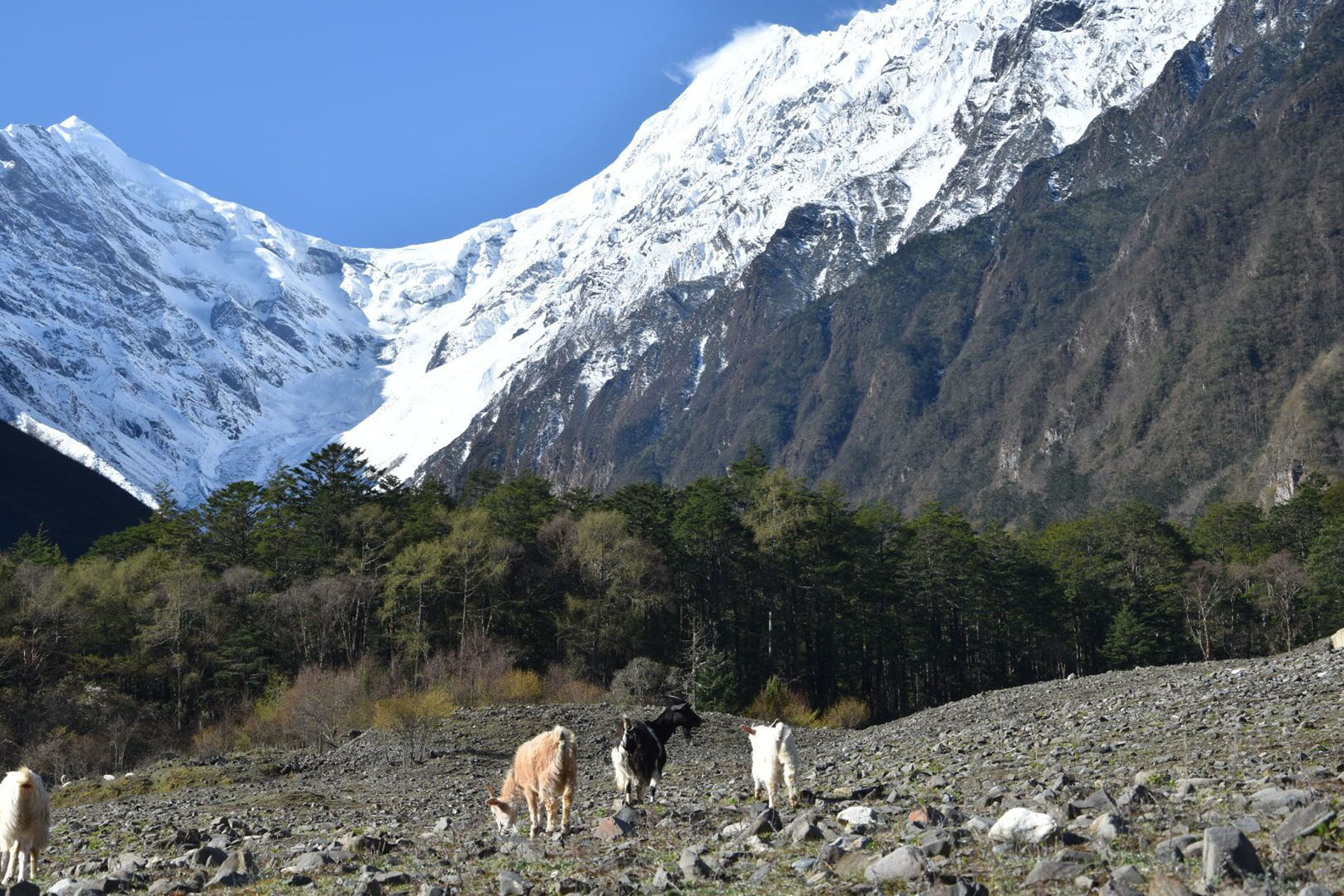 Mt. Renzong