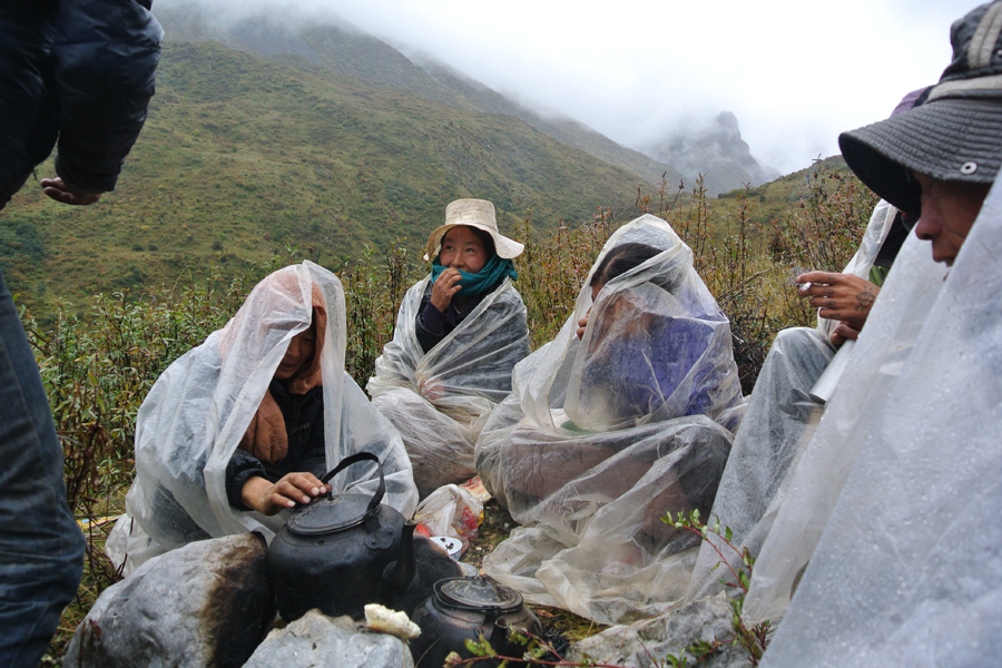 Tibetan Herb Collector